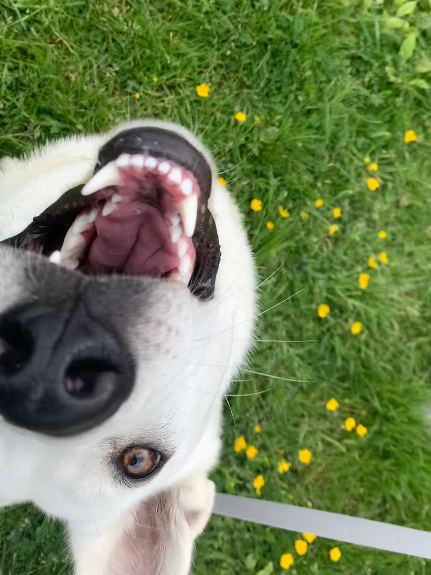 Cala, the cutest white swiss shepherd there is