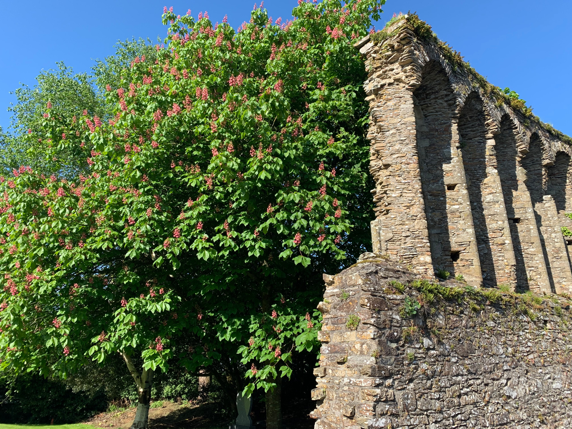 a bright green, flowering tree growing beautifully alongside the ruins of a stone wall with high columns